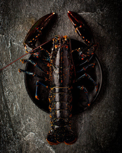 Cooked Whole Lobster