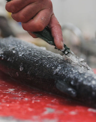 Fishmonger hand preparing fish