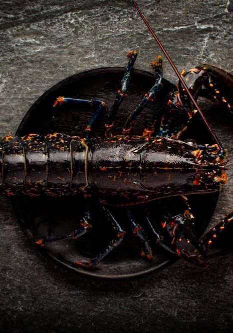 Shellfish