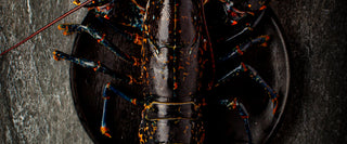Dissecting A Lobster