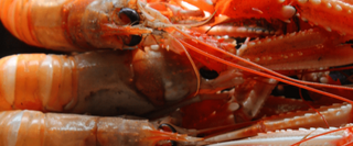 How To Peel Langoustines