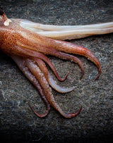 Squid