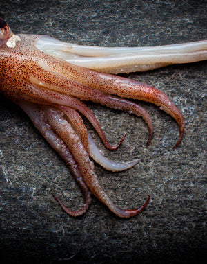 Squid